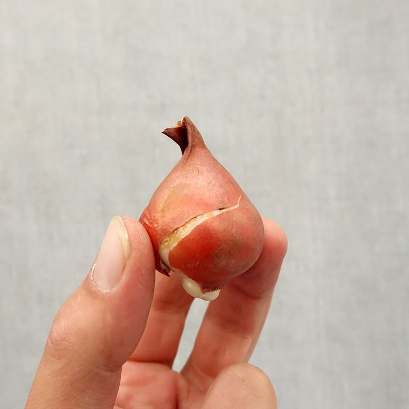 Exemplaar van Tulipa fosteriana Partitura - Fosteriana-tulp Bol kaliber 11+ zoals geleverd in de herfst