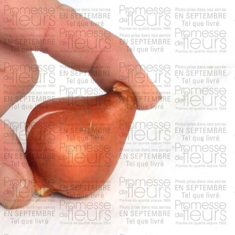 Voorbeeld van een exemplaar van Tulipe fosteriana Sweetheart Bulbe calibre 11+ zoals geleverd
