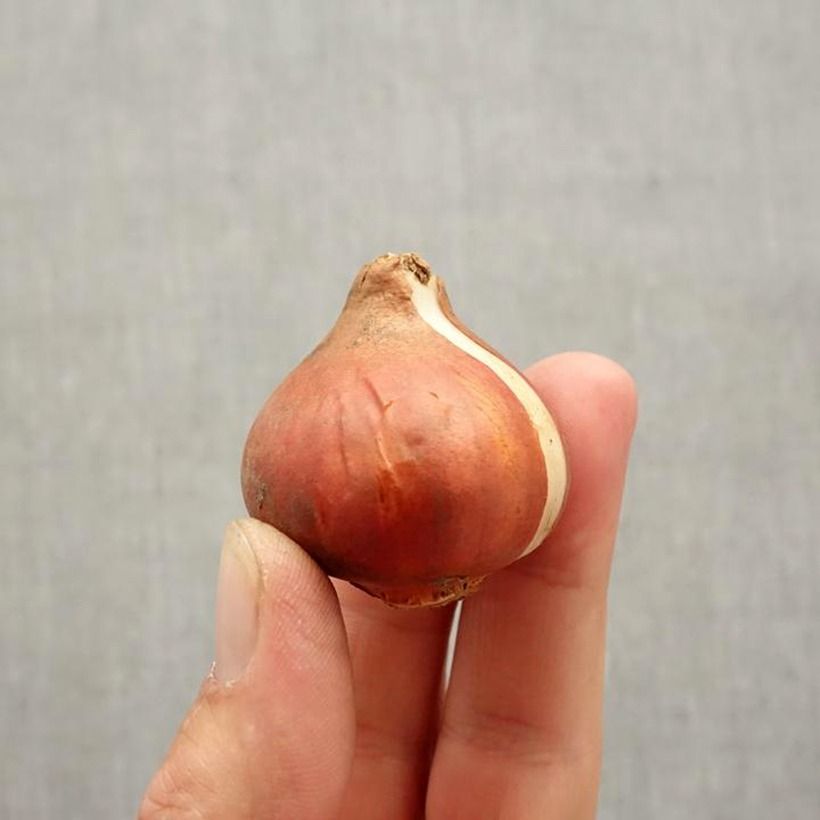 Exemplaar van Tulipa Cabanna - Papegaaitulp Bol kaliber 11+ zoals geleverd in de herfst