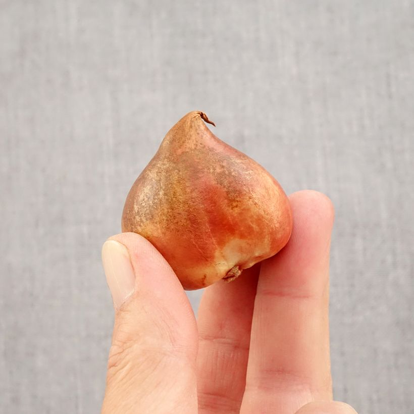 Exemplaar van Tulipa Crème Lizzard - Papegaaitulp Bol kaliber 12 zoals geleverd in de herfst