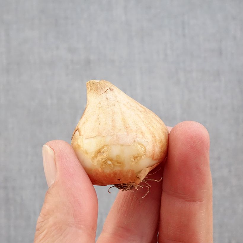 Exemplaar van Tulipa Rococo - Papegaaitulp Bol kaliber 11+ zoals geleverd in de herfst