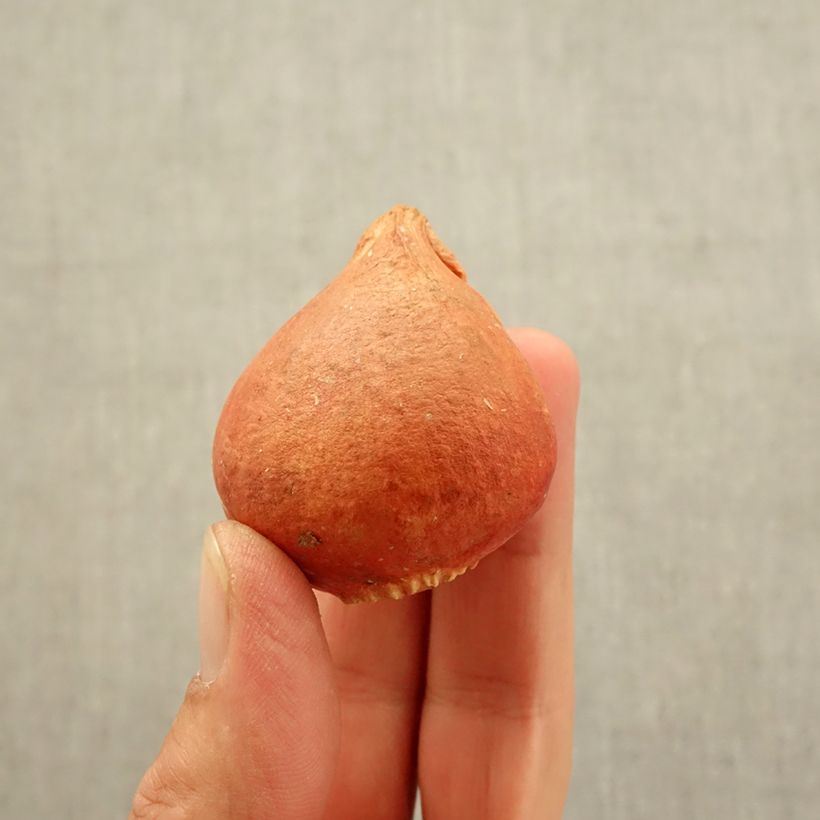 Exemplaar van Tulipa Texas Flame - Papegaaitulp Bol kaliber 11+ zoals geleverd in de herfst