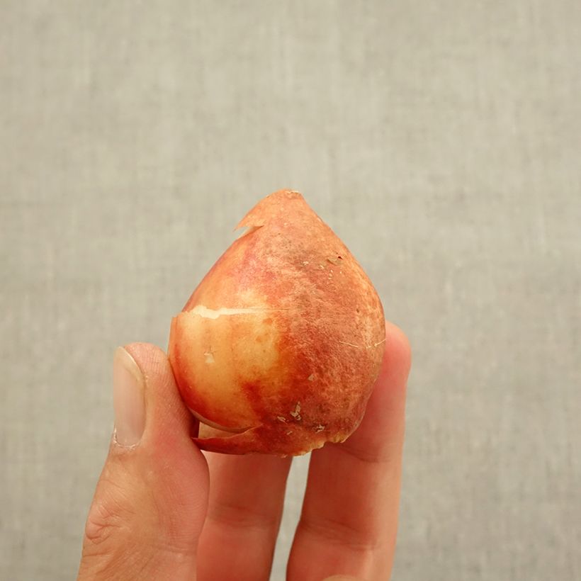 Exemplaar van Tulipa Candy Club - Meerbloemige tulp Bol kaliber 11+ zoals geleverd in de herfst