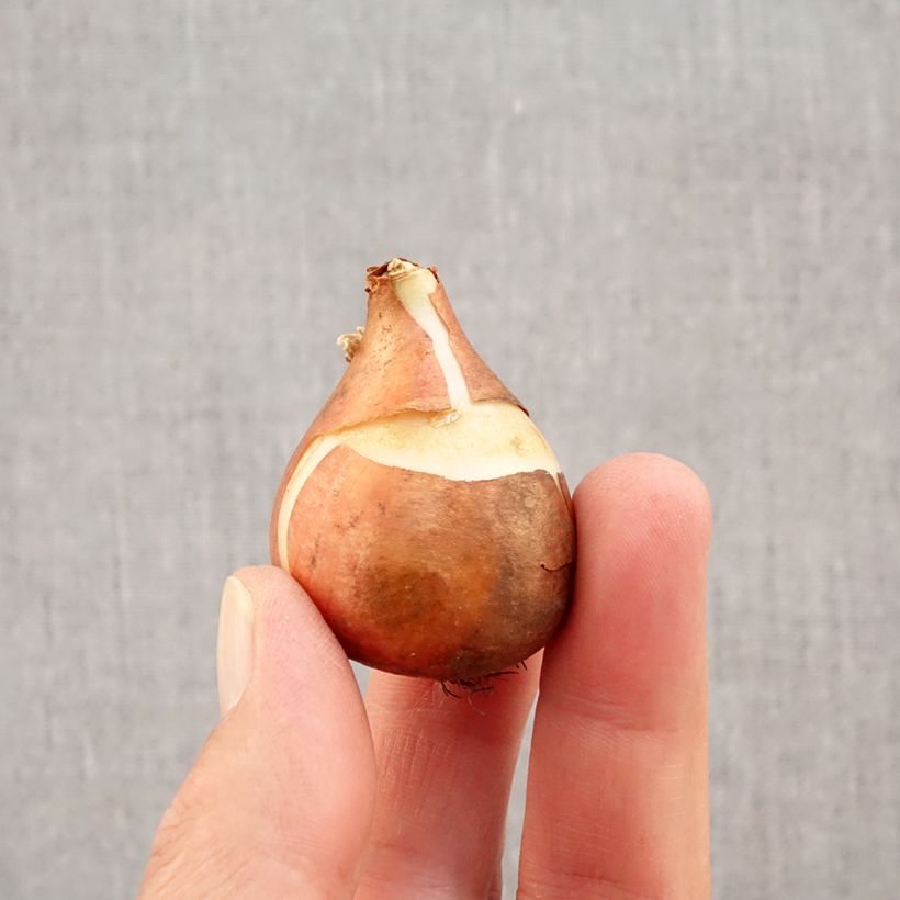 Exemplaar van Tulipa Christmas Carol - Enkele vroege tulp Bol kaliber 11+ zoals geleverd in de herfst