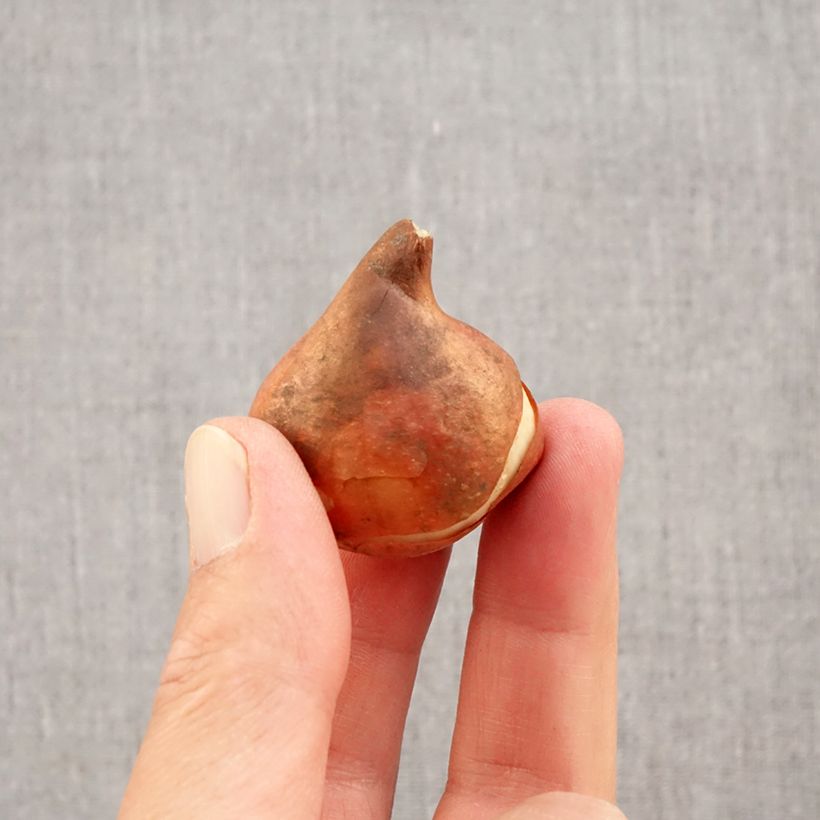 Exemplaar van Tulipa Flair - Vroegbloeiende enkele tulp Bol kaliber 11+ zoals geleverd in de herfst