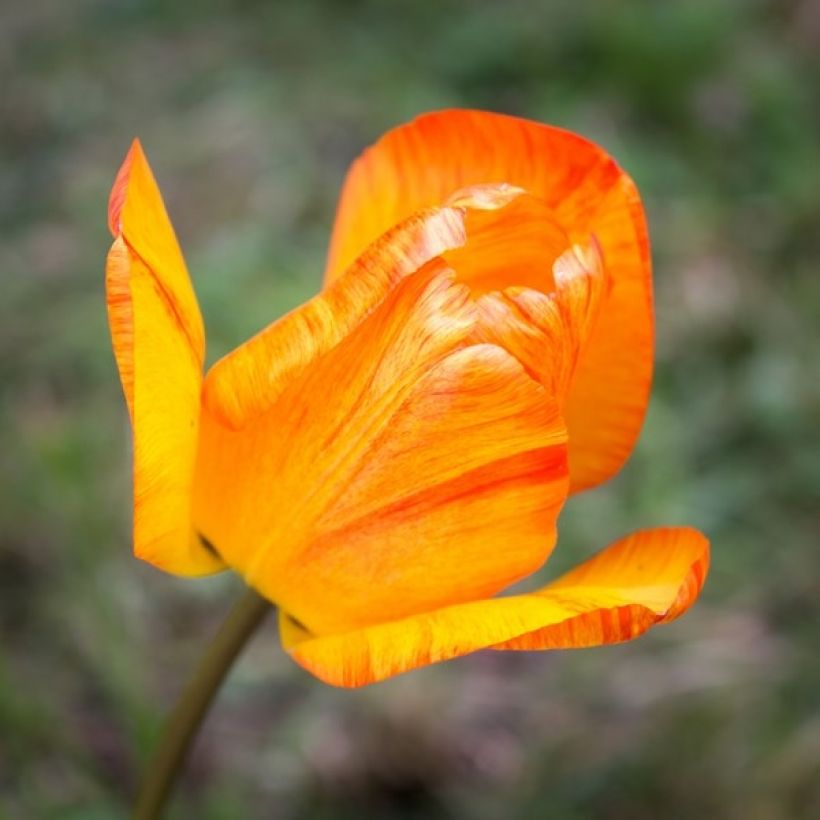 Tulipa Generaal De Wet - Vroegbloeiende enkele tulp (Bloei)