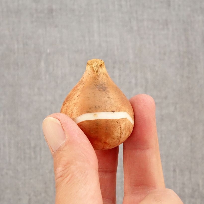 Exemplaar van Tulipa Reine de la Nuit - Enkele late tulp Bol kaliber 12+ zoals geleverd in de herfst