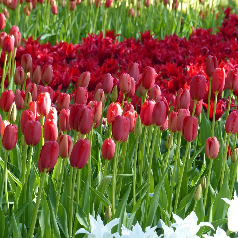 Tulipa Sky High Scarlet - Enkele late tulp (Groeiplaats)