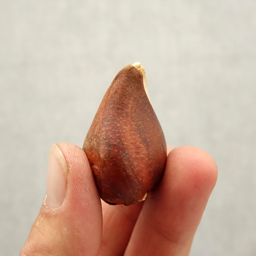 Exemplaar van Tulipa Triumph Beau Monde - Triumphtulp Bol kaliber 10+ zoals geleverd in de herfst