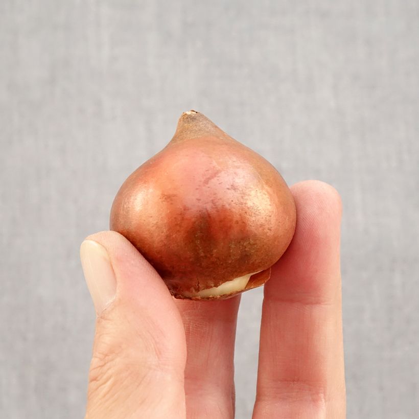 Exemplaar van Tulipe Triumph Black Charm - Triumphtulp Bol kaliber 12 zoals geleverd in de herfst