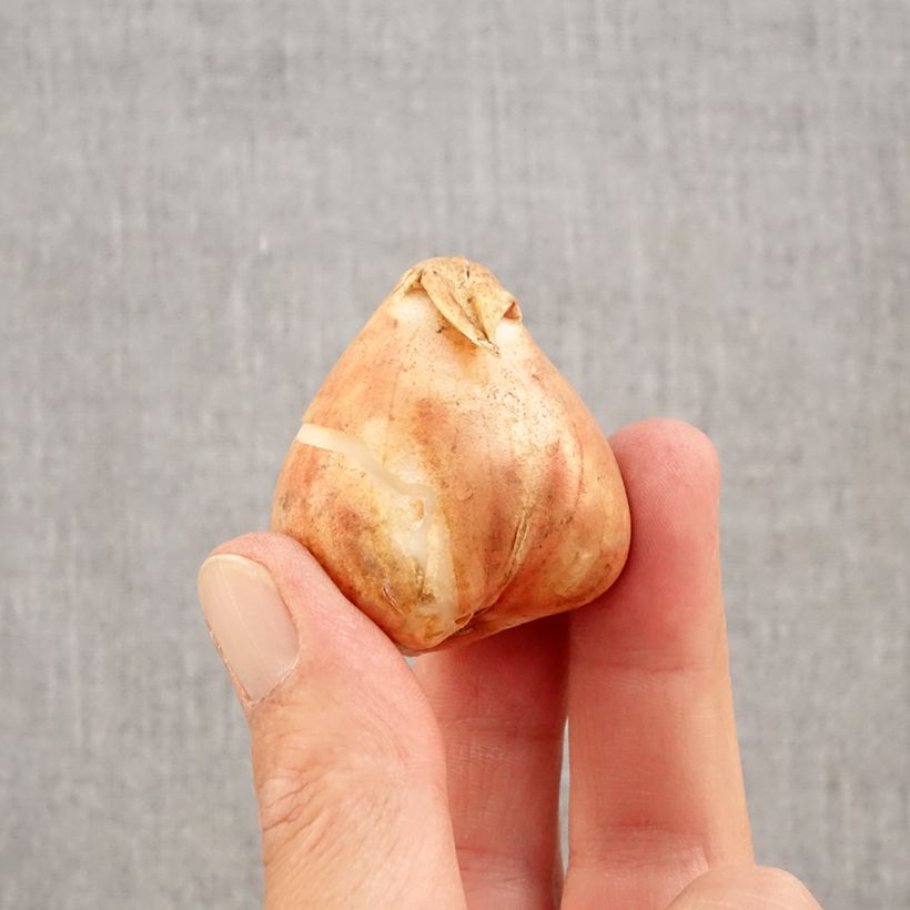 Exemplaar van Tulipa Triumph Boston - Triumphtulp Bol kaliber 12+ zoals geleverd in de herfst