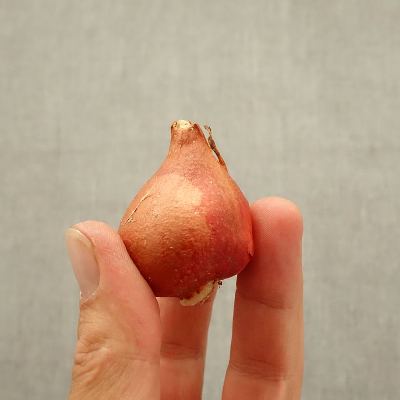 Exemplaar van Tulipe Triumph Chansonnette - Triumphtulp Bol kaliber 11 zoals geleverd in de herfst