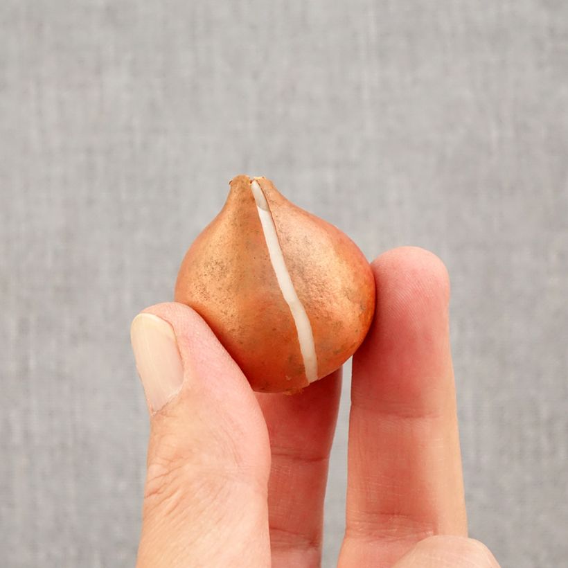 Exemplaar van Tulipe Triumph Flaming Flag - Triumphtulp Bol kaliber 11+ zoals geleverd in de herfst