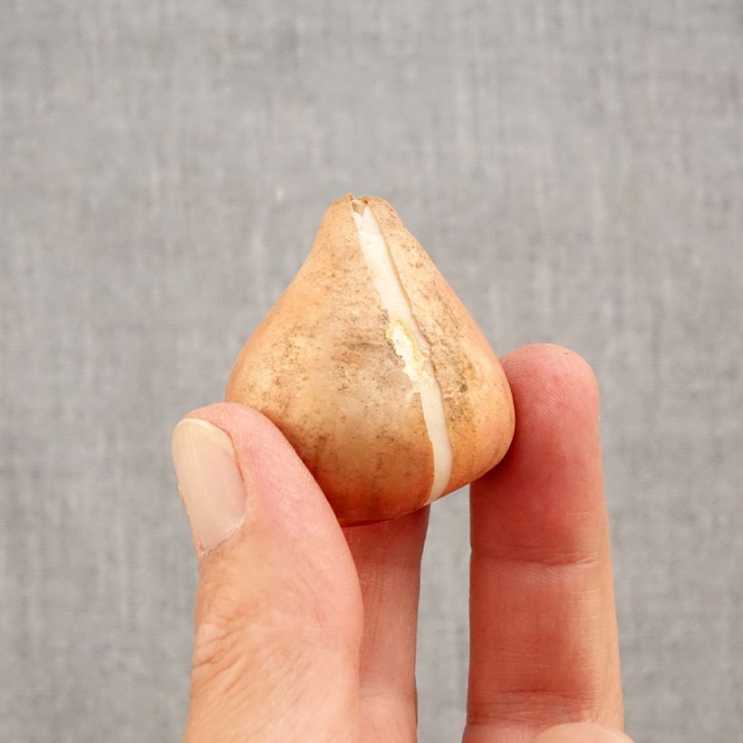 Exemplaar van Tulipa Triumph Happy Generation - Triumphtulp Bol kaliber 11/12 zoals geleverd in de herfst