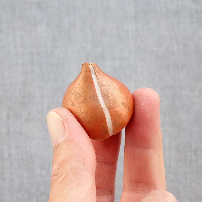 Exemplaar van Tulipa Triumph Mango Charm - Triumphtulp Bol kaliber 11+ zoals geleverd in de herfst