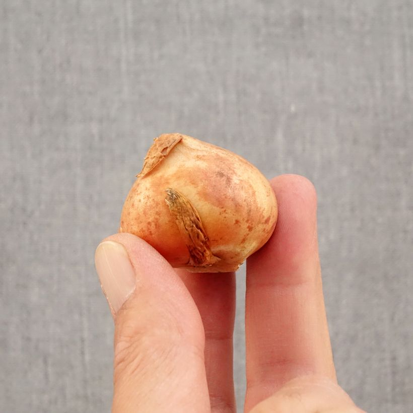 Exemplaar van Tulipa viridiflora Doll's Minuet - Viridiflora tulp Bol kaliber 11+ zoals geleverd in de herfst