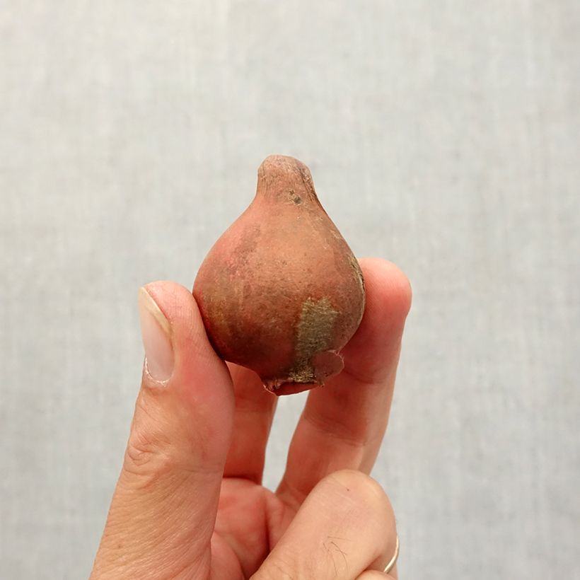 Exemplaar van Tulipa viridiflora Spring Green - Viridiflora tulp Bol kaliber 11+ zoals geleverd in de herfst