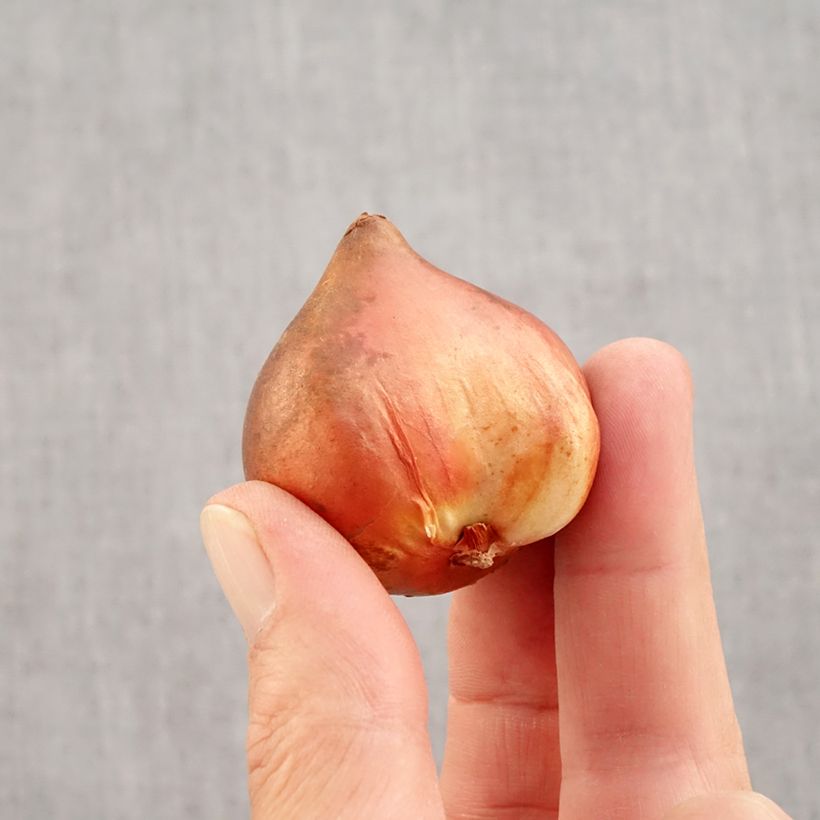 Exemplaar van Dubbele vroege tulpen Mix Bol kaliber 10+ zoals geleverd in de herfst