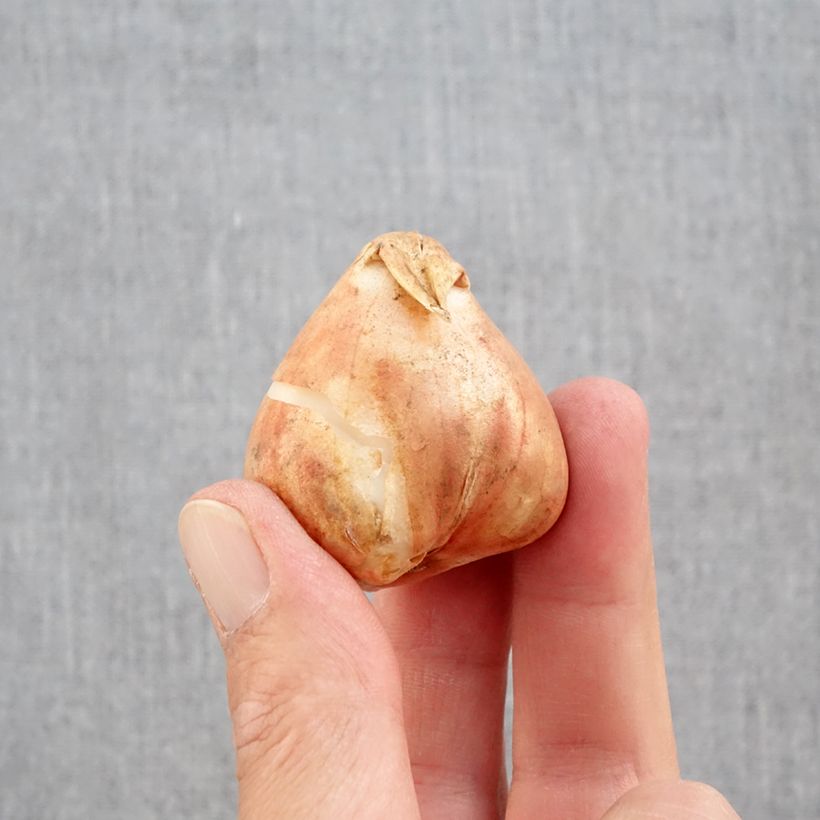 Exemplaar van Tulipa Mix - Papegaaitulpen Mix Bol kaliber 12+ zoals geleverd in de herfst