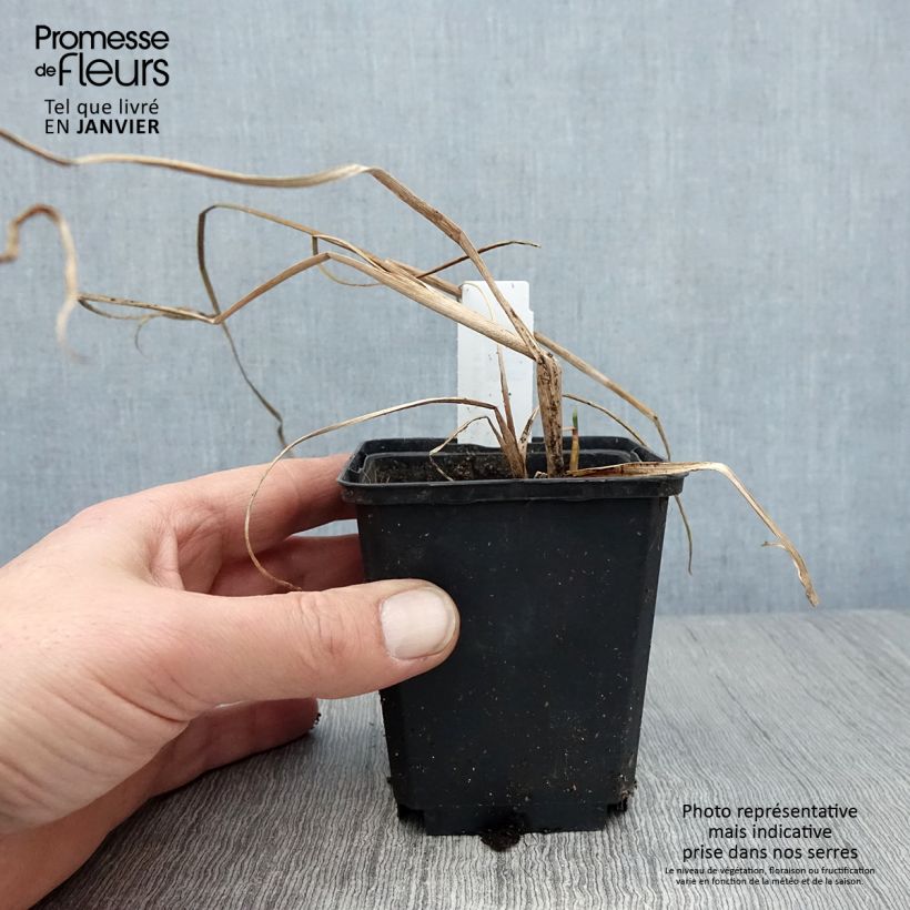 Example of Typha angustifolia - Massette à feuilles étroites Kweekpotje van 8/9 cm as you get in hiver