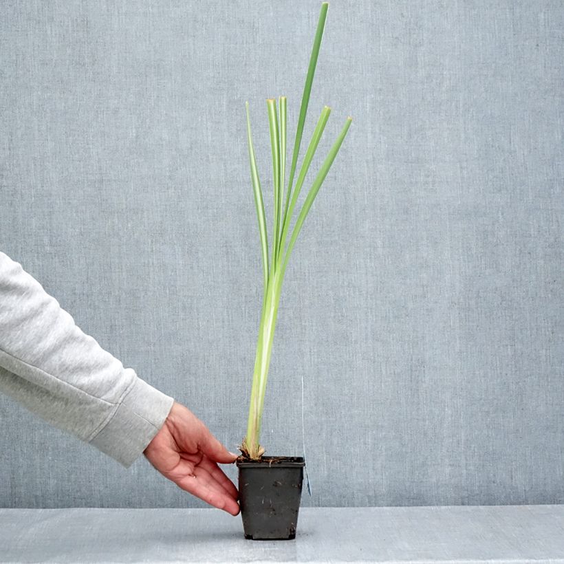Exemplaar van Typha latifolia Variegata - Grote lisdodde Kweekpotje van 8/9 cm zoals geleverd in de zomer