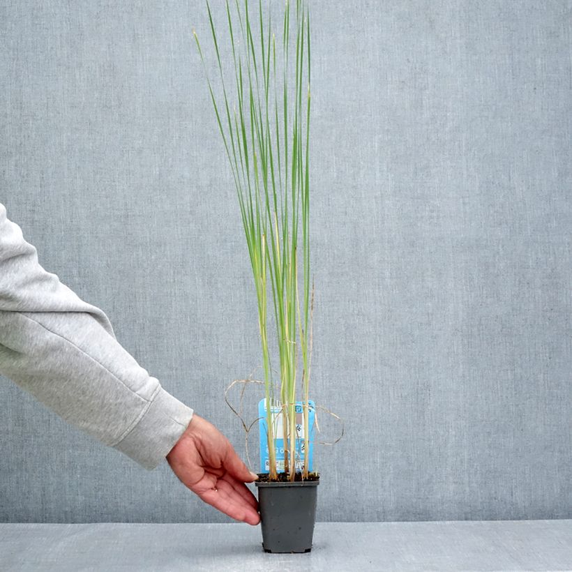 Exemplaar van Typha laxmannii - Grote lisdodde Kweekpotje van 8/9 cm zoals geleverd in de zomer