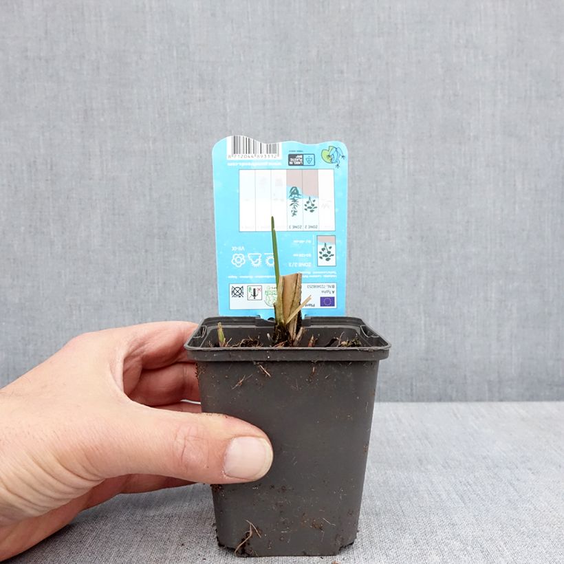 Example of Typha laxmannii - Massette de Laxmann Kweekpotje van 8/9 cm as you get in printemps