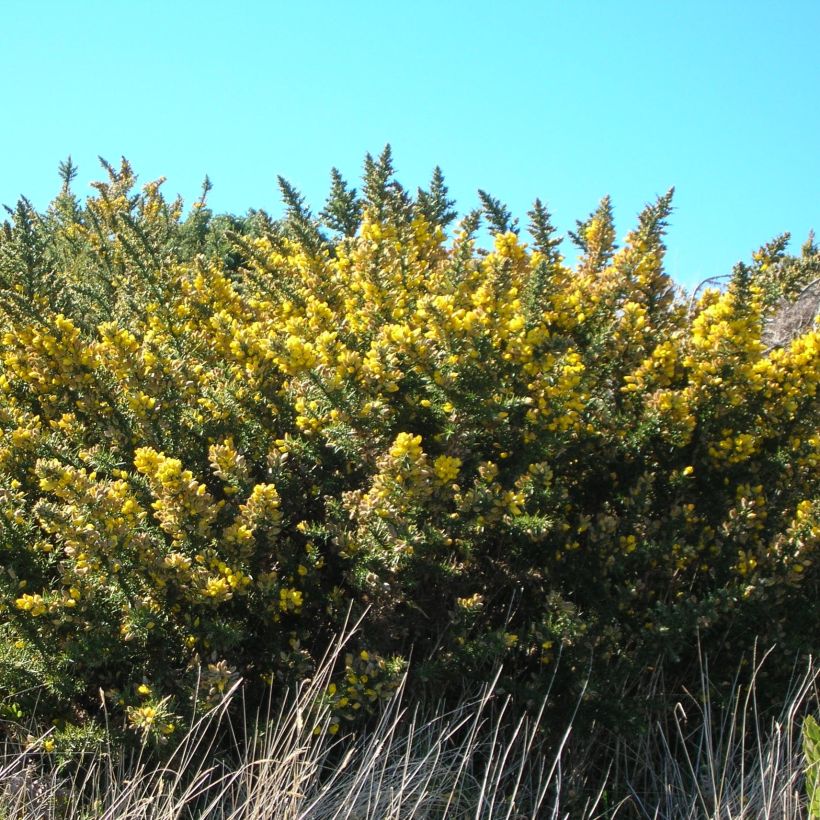 Ulex europaeus - Gaspeldoorn (Plant habit)
