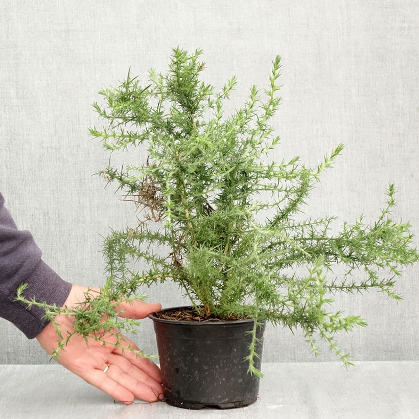 Exemplaar van Ulex europaeus - Gaspeldoorn Pot van 1 l/1,5 l zoals geleverd in de herfst