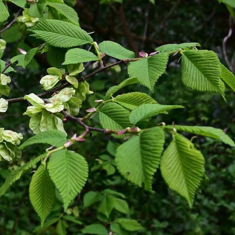 Ulmus glabra - Ruwe iep (Blad)