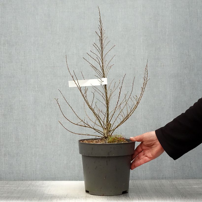 Exemplaar van Ulmus hollandica Jacqueline Hillier - Hollandse iep Pot van 4 l/5 l, Struik zoals geleverd in de lente