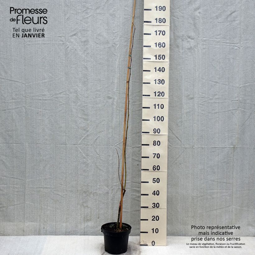 Example of Ulmus minor Louis van Houtte - Orme à petites feuilles Pot van 7,5 l/10 l as you get in hiver