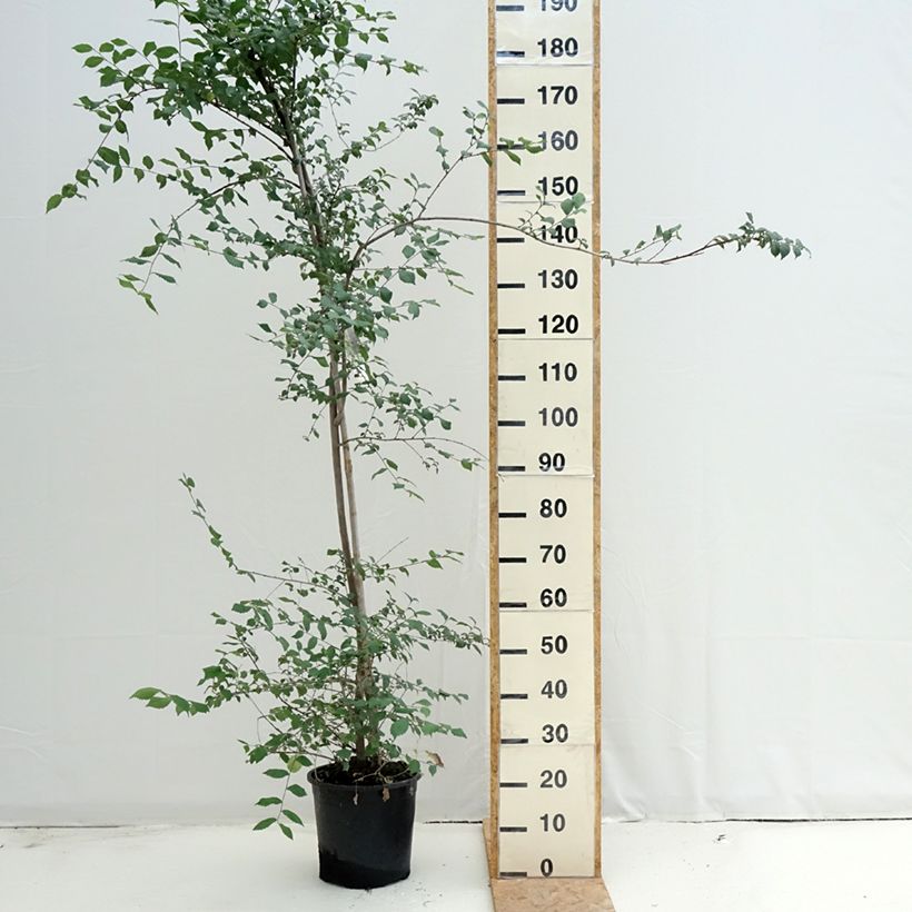Exemplaar van Ulmus minor - Gladde iep Pot van 7,5 l/10 l zoals geleverd in de zomer