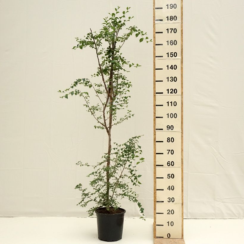 Example of Ulmus minor - Orme champêtre Pot van 7,5 l/10 l as you get in printemps