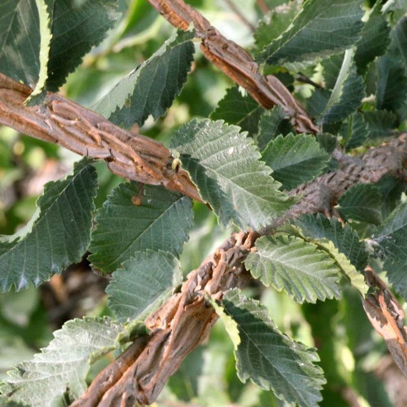 Ulmus minor suberosa - Gladde iep (Foliage)