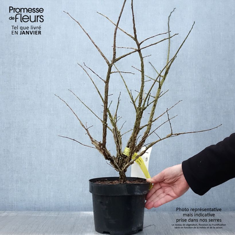 Example of Ulmus minor suberosa - Orme champêtre Pot van 3 l/4 l as you get in hiver