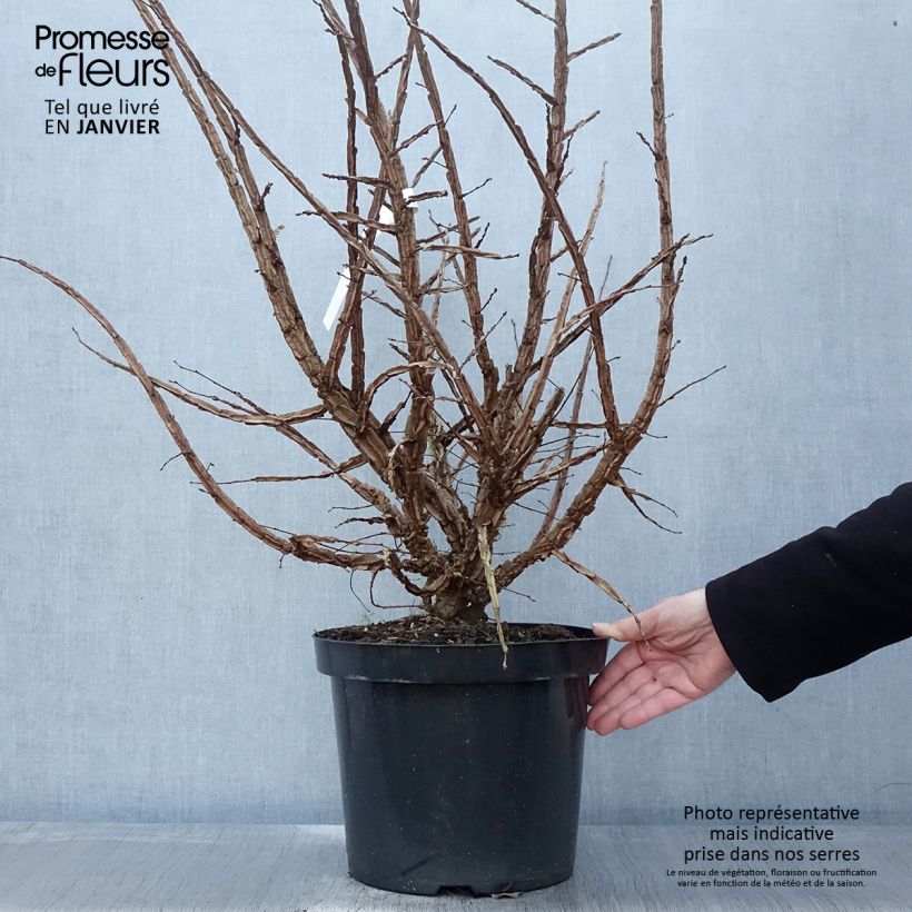 Example of Ulmus minor suberosa - Orme champêtre Pot van 7,5 l/10 l as you get in hiver