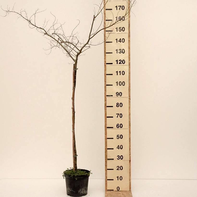 Example of Ulmus  minor Viminalis Aurea - Orme à petites feuilles Pot van 4 l/5 l as you get in hiver