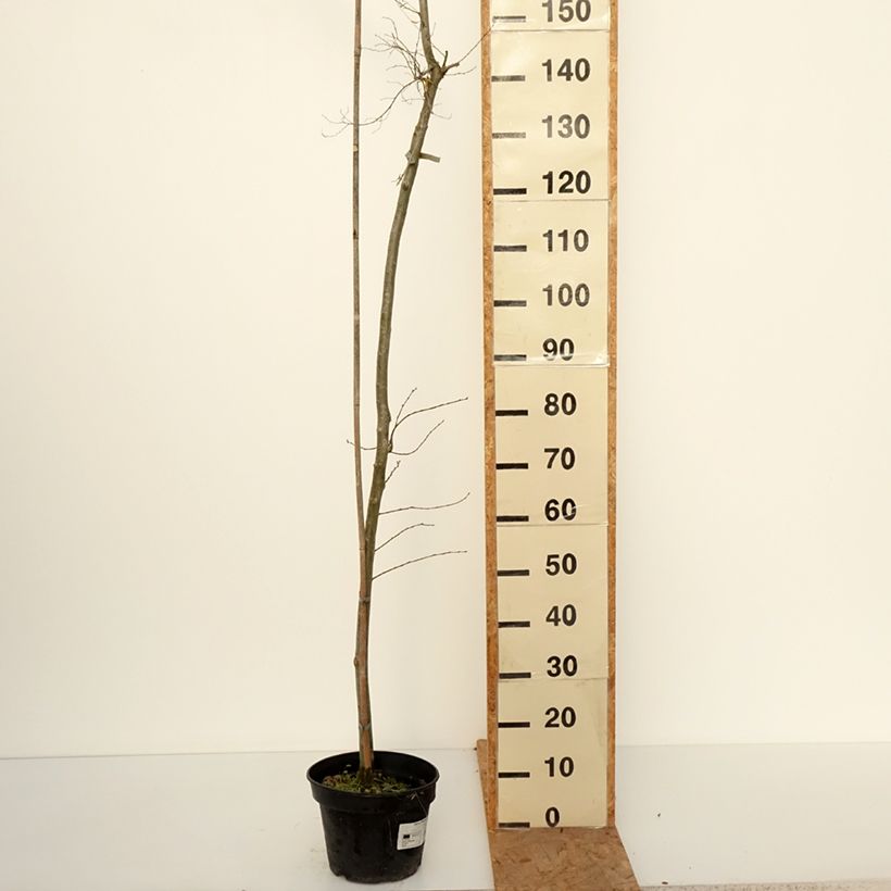 Exemplaar van Ulmus minor Viminalis Aurea - Gladde iep Pot van 4 l/5 l, Stengel zoals geleverd in de herfst