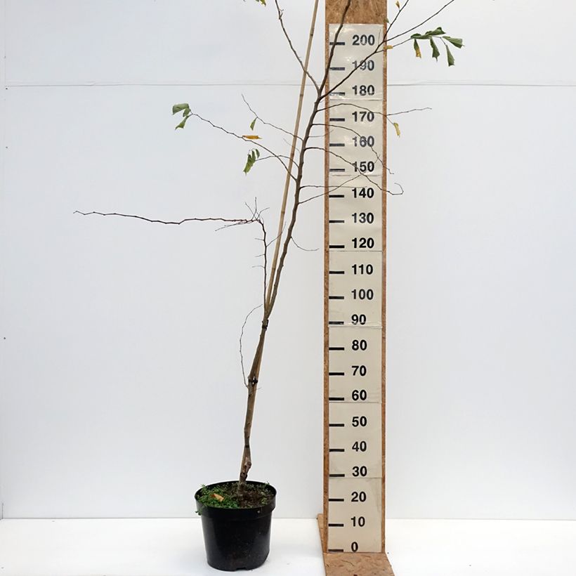 Example of Ulmus minor Webbiana - Orme Pot van 12 l/15 l as you get in automne