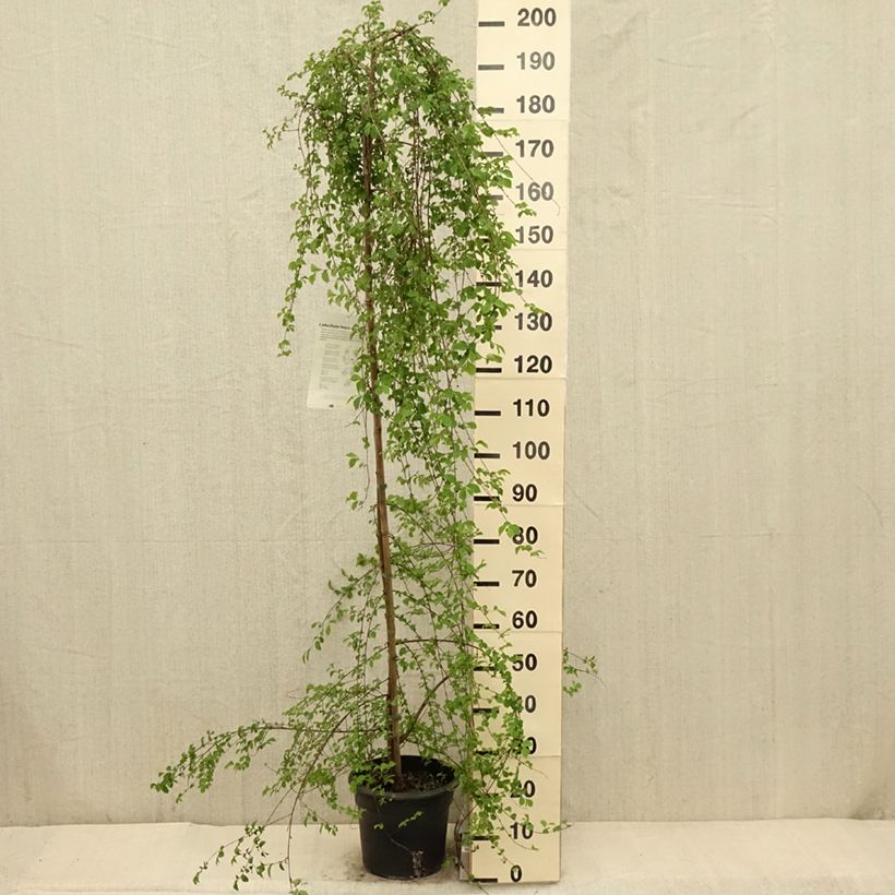 Exemplaar van Ulmus pumila - Siberische iep Pot van 7,5 l/10 l zoals geleverd in de lente