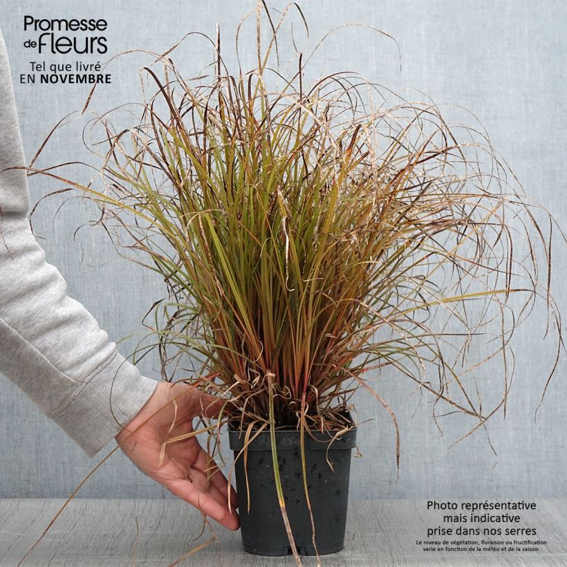 Exemplaar van Uncinia rubra - Rode zegge Pot van 2 l/3 l zoals geleverd in de herfst