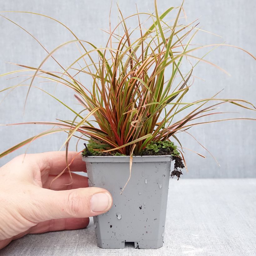 Example of Uncinia rubra Everflame - Rode zegge Kweekpotje van 8/9 cm as you get in hiver