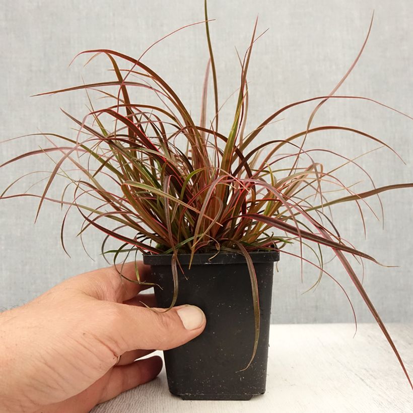 Exemplaar van Uncinia rubra Everflame - Rode zegge Kweekpotje van 8/9 cm zoals geleverd in de zomer