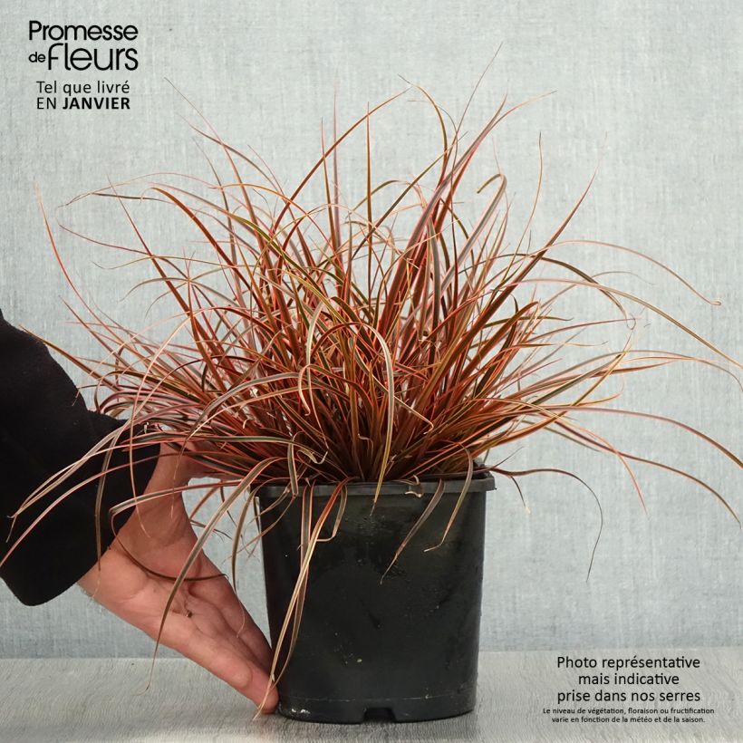 Example of Uncinia rubra Everflame - Rode zegge Pot van 2 l/3 l as you get in hiver
