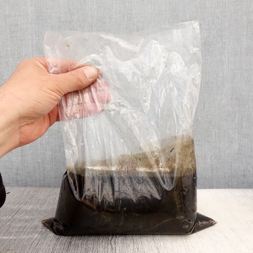 Exemplaar van Utricularia vulgaris - Groot blaasjeskruid Naakte wortel zoals geleverd in de lente