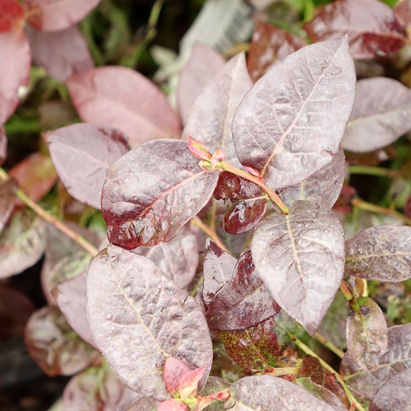 Blauwe bes Hortblue Petite (Blad)