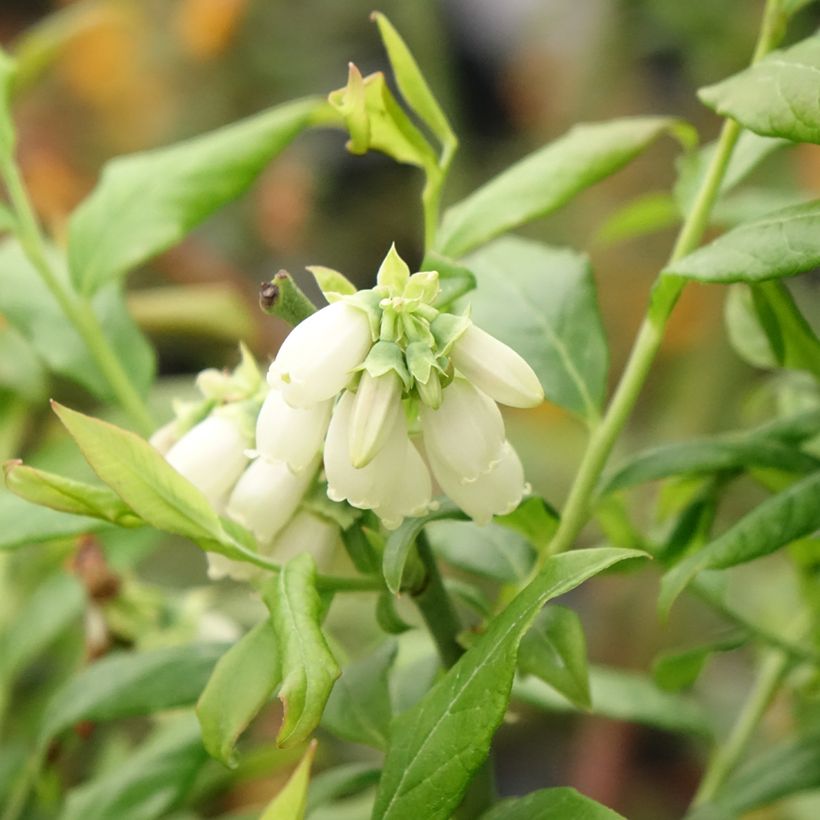 Blauwe bes Hortblue Petite (Bloei)