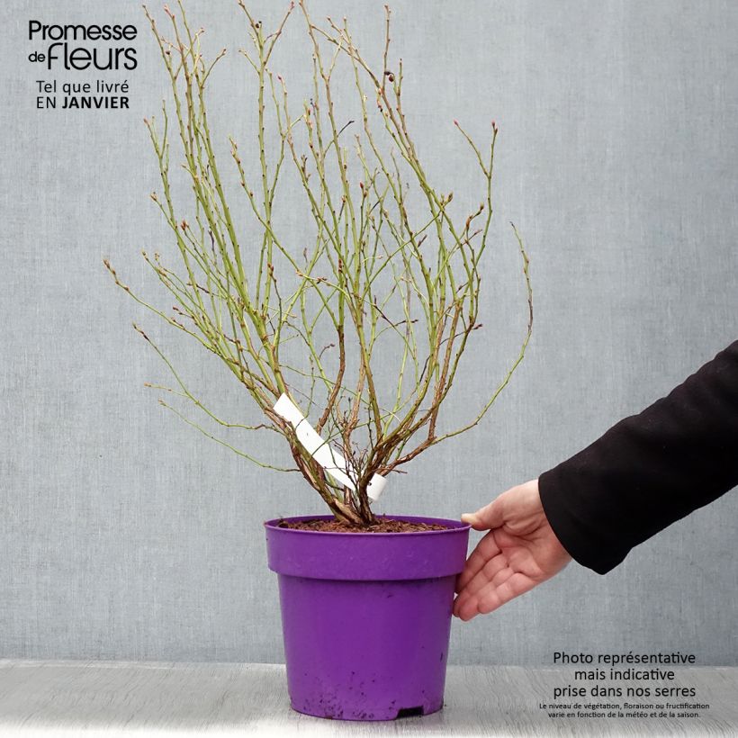 Exemplaar van Blauwe bes Hortblue Petite Pot van 2 l/3 l, Struik zoals geleverd in de winter