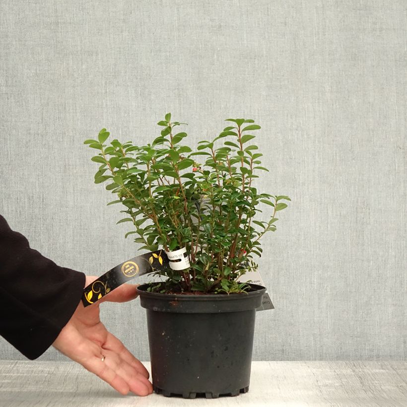 Exemplaar van Rode bosbes Fireballs - Vaccinium vitis-idaea Pot van 2 l/3 l zoals geleverd in de herfst